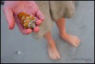 Sanibel is world-renowned for its shells.