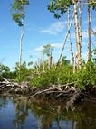 Mangroves in Sanibel: Worship--the natural response of knowing why I am created.