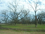 Pecan orchards near Tallahassee: Faith--confidence that God's will done in God's time produces the most fruit.
