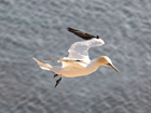 First identification of a real seabird: Northern Gannet