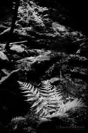 A black and white variation.