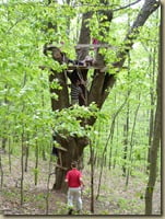 Playing in the tree fort.