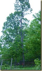 Mr. Bates showed us the professional way to take care of dangerous trees.