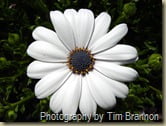 Repetition with variation . . . 