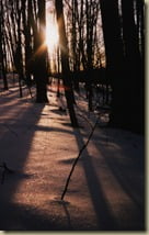 . . . manifests the glory of a single Creator with unlimited creative power . . .