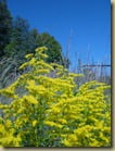 Goldenrod means the arrival of autumn!