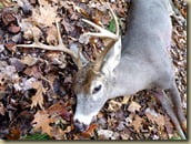 Buck_11-22-2010