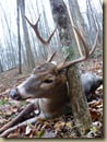 Buck_11-22-2010