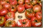 Tomatoes 08-14-09_9302