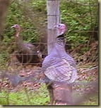 4-27-2011_Turkey Hunt_2_improved