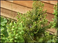 Chipping Sparrow (nesting)