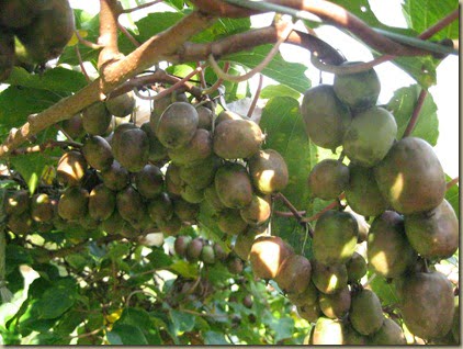 Kiwi, Issai_9-28-2011_2001