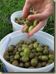 Kiwi, Issai_9-28-2011_2027