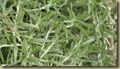Rosemary foliage