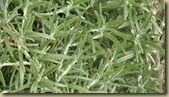 Rosemary foliage