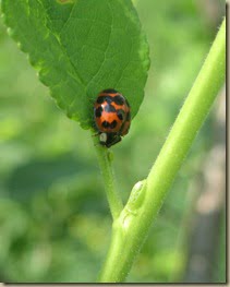 A "lady bug" tirelessly searching the plum tree for aphids