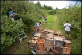 Harvesting the best MacIntosh apples in the state of New Hampshire