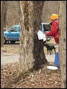 Tapping for syrup was Jonathan's initiative.