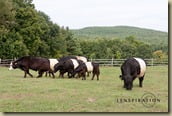 Belted Galloway cattle