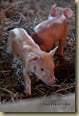 Newborn piglets