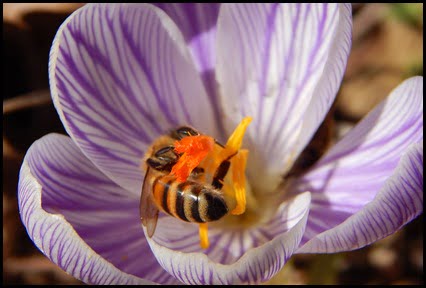 Honey Bee on Crocus, March 2014