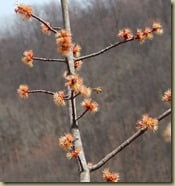 Honey Bee working Red Maple, April 2, 2014 Note pollen on bee's "pollen baskets"