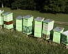 Can you Bee-lieve it?