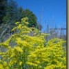 Goldenrod means the arrival of autumn!