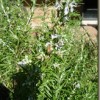 Rosemary in bloom