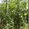 Big McHenry Tomato 6-year Report