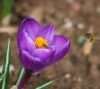 Bee Analogy