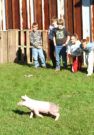 A Greased Pig Contest