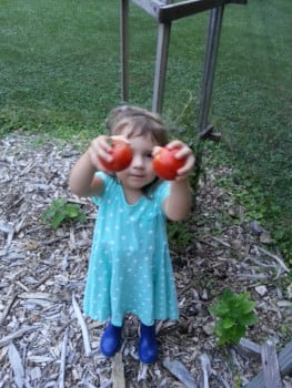 My little garden helper harvesting our first tomatoes!