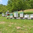 MHS Beekeeping