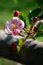 {MountVernon} No, this is not a cherry blossom . . . Washington cultivated many trees including apples, cherries, pears, peaches and plums