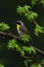 {huntly} A beautiful Yellowthroat