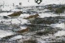 {huntly} Least Sandpipers; Donald's first
