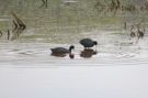 {huntly} American Coots