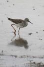 {huntly} A greater Yellowlegs searching for a bite to e