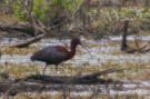 {huntly} The Glossy Ibis was an uncommon sighting