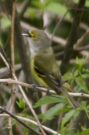 {huntly} An energetic White-eyed Vireo