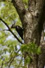 {huntly} Pilated Woodpecker working away