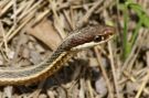 {huntly} Close up of the Ribbon Snake