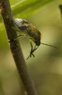 I don't know what kind, but it's a beetle