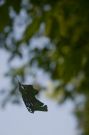 A brown leaf falling from green trees; humm...