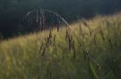 A typical top to each grass stalk