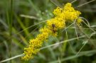 Golden Rod; bees really like this stuff