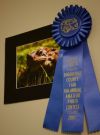 Inquisitive Toad - 1st place in Animals