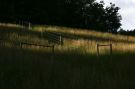 Grass turns golden
