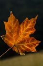 Light gives life to a dying leaf
